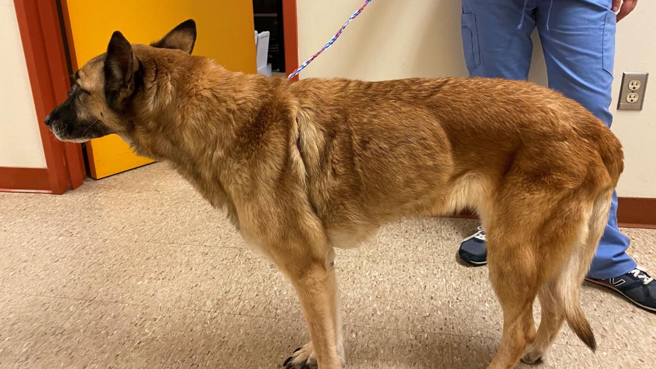 skinny dog at the UC Davis veterinary hospital