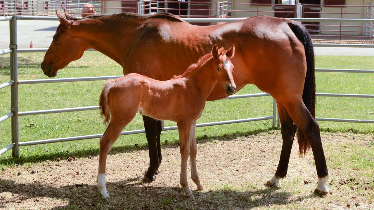 mare and foal standing close together