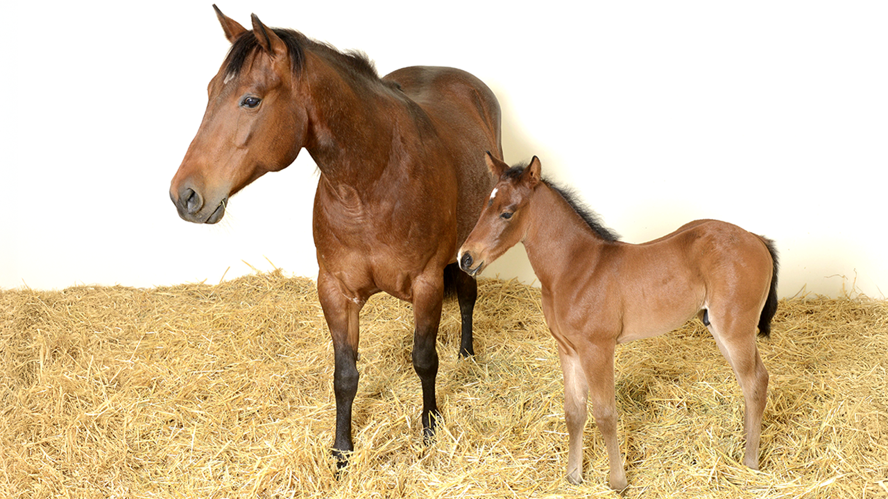 A mare and foal standing in hay.