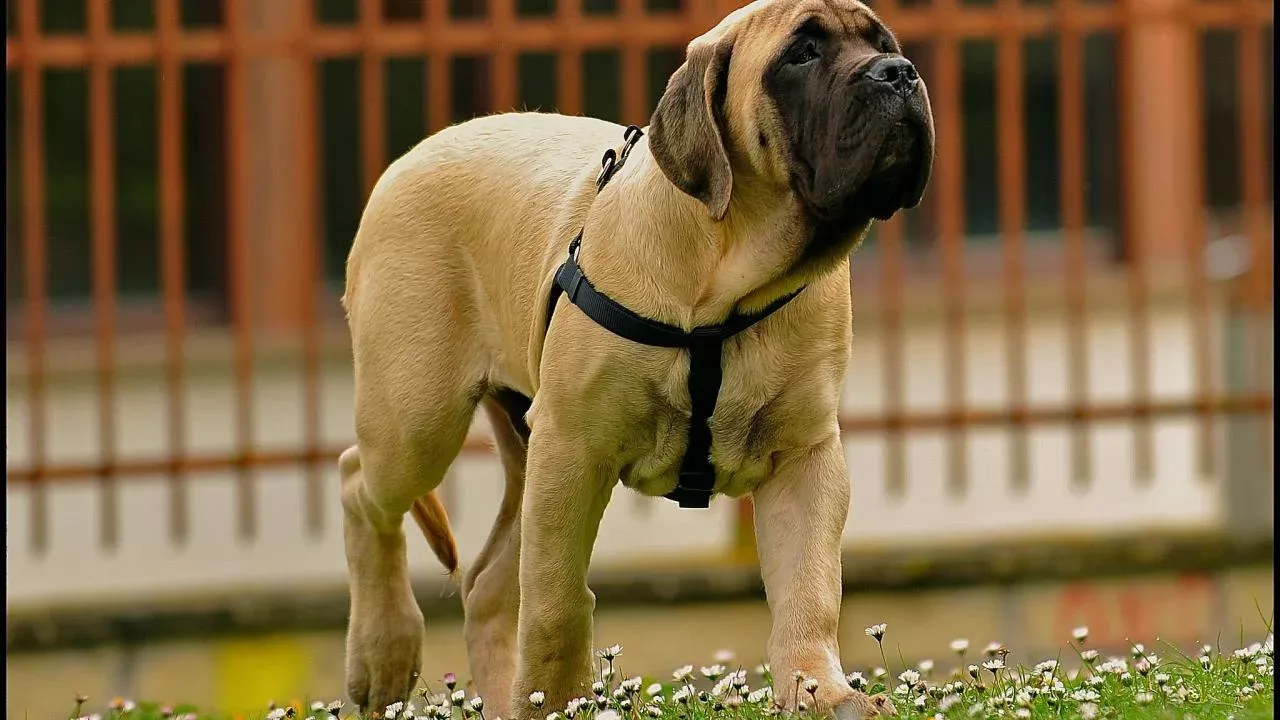mastiff pup