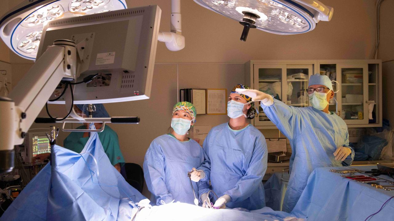 veterinary surgeons in operation room