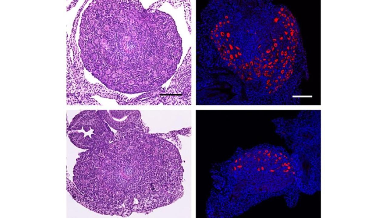 images of cells