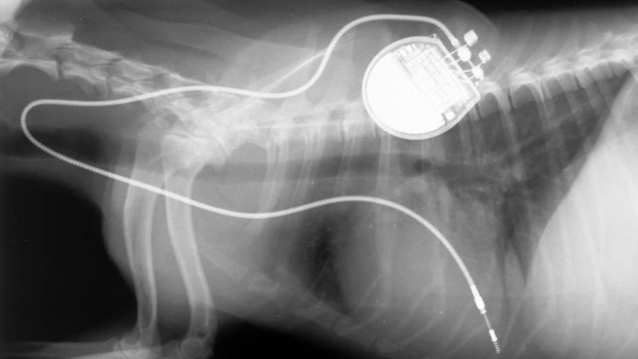 x-ray showing pacemaker implanted in a dog