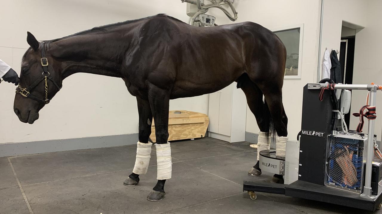horse in standing PET scanner