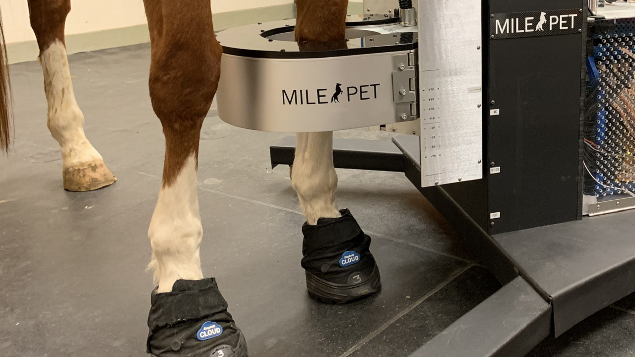 horse's leg in PET scanner