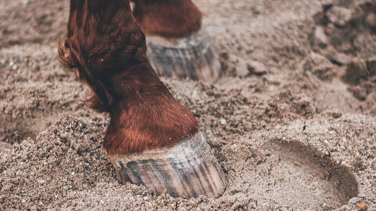 horse hoof