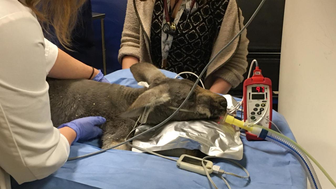 kangaroo being examined at UC Davis veterinary hospital