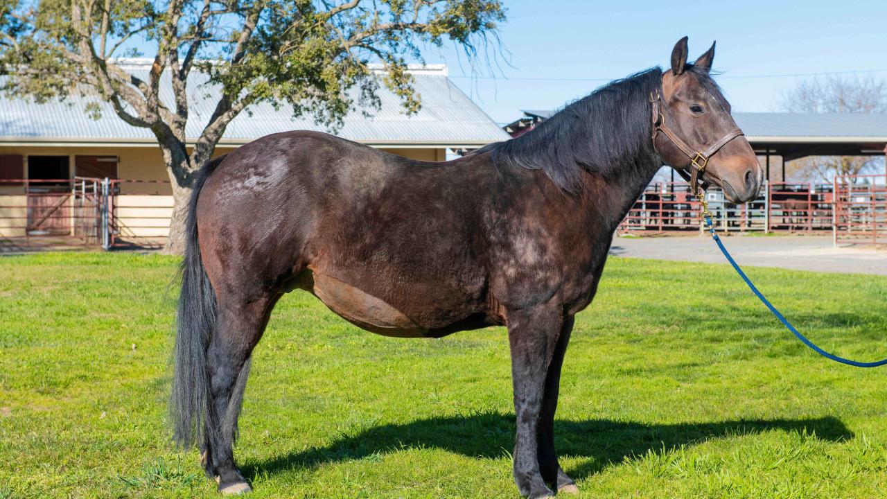 pregnant mare