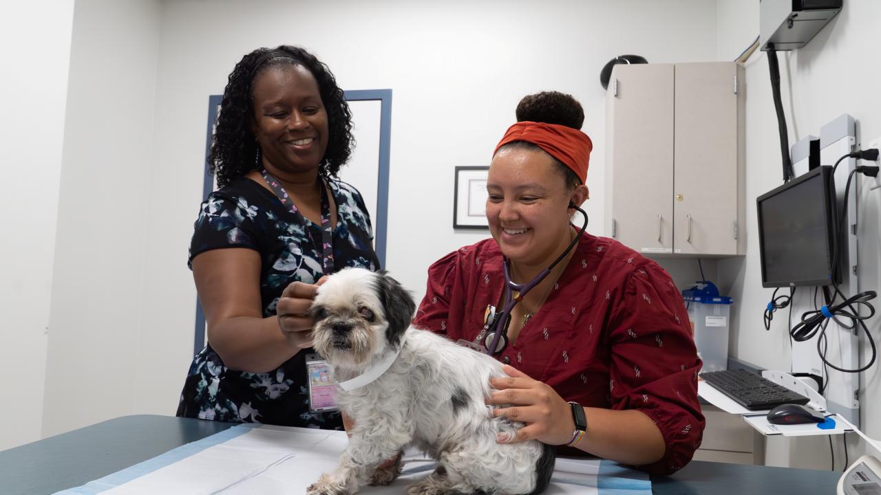 veterinarian and technician examining small dog