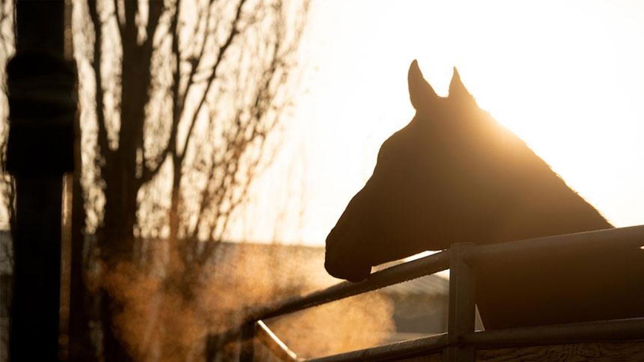 A horse enjoys the brisk morning air on the campus of UC Davis, ranked among the best in the world and nation for veterinary science and agriculture and forestry in the 2021 QS World University Rankings by Subject. (Gregory Urquiaga/UC Davis)