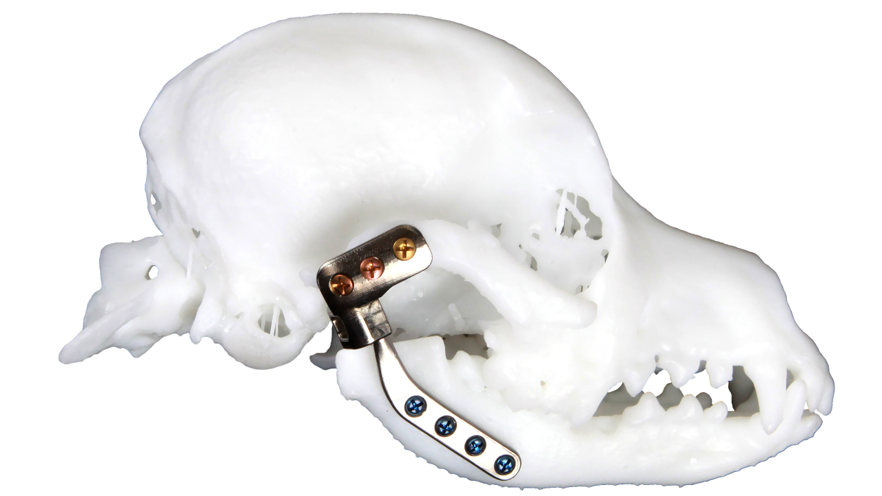 dog skull with brace on jaw