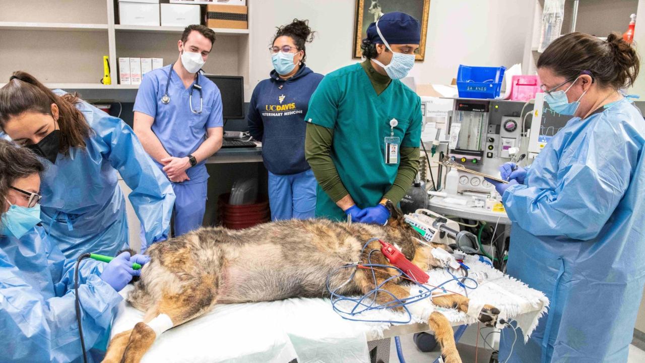 two veterinarians performing a procedure on a dog at the UC Davis veterinary hospital, while students observe