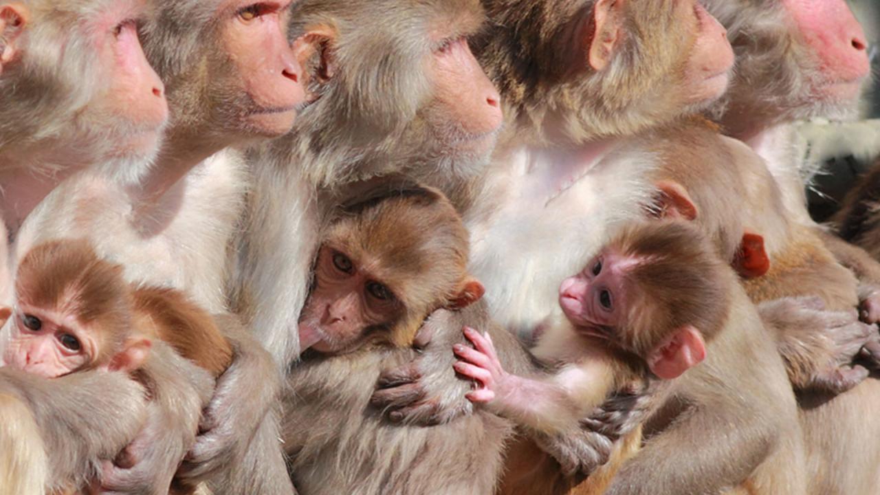 rhesus-macaque-monkeys