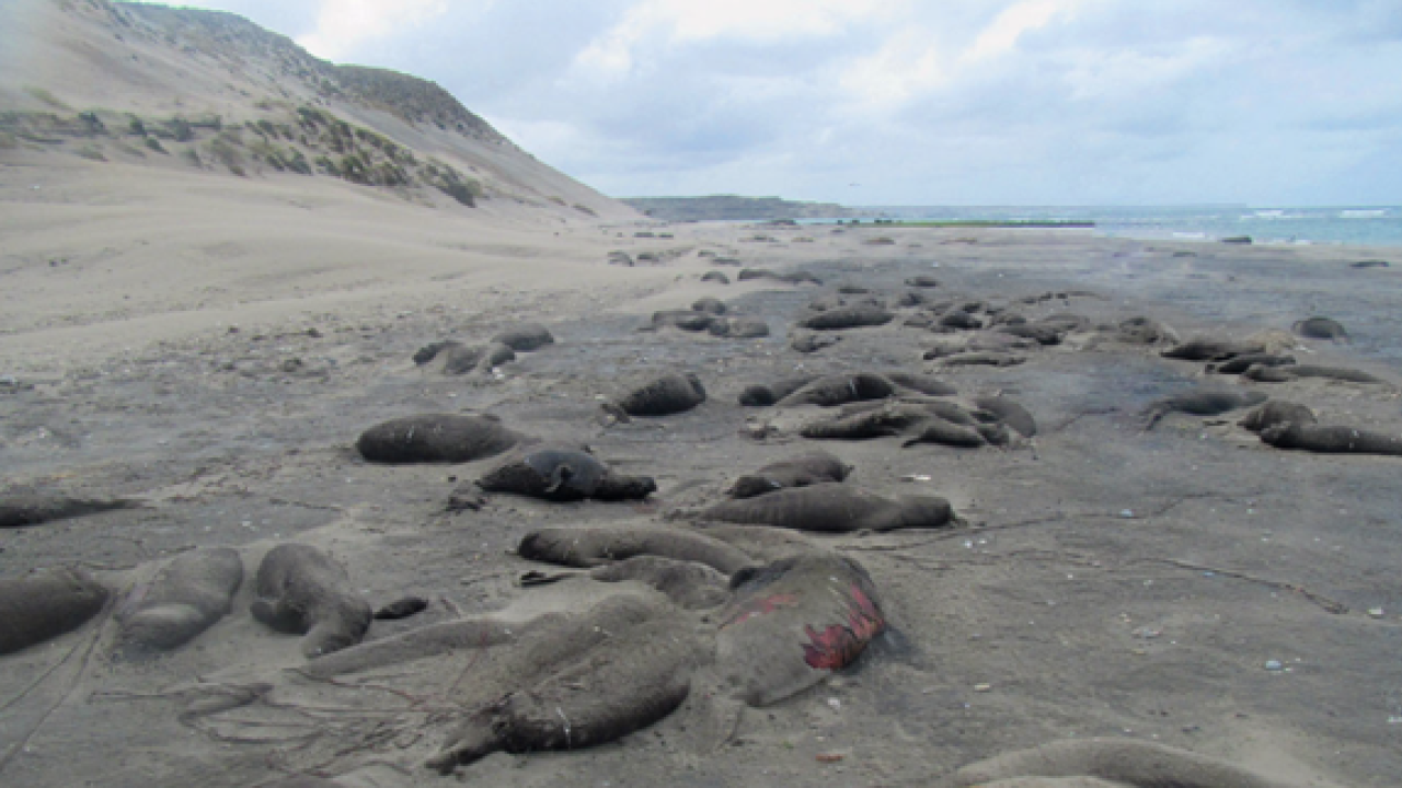 image of deceased seals on beach