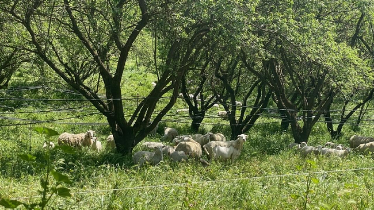 sheep grazing