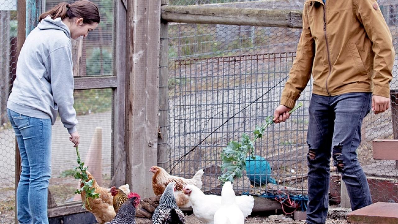 two 4H students feeding chickens