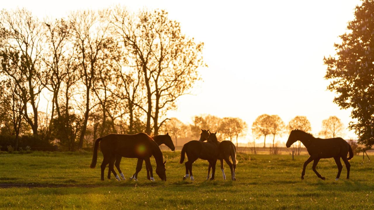 horses at sunset