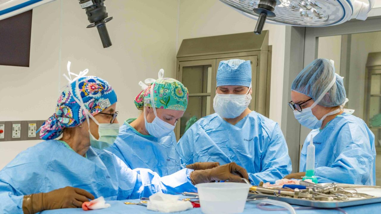 veterinarians in surgery