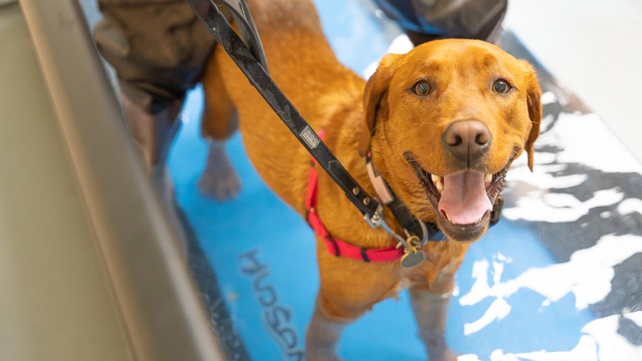 dog exercising on underwater treadmill