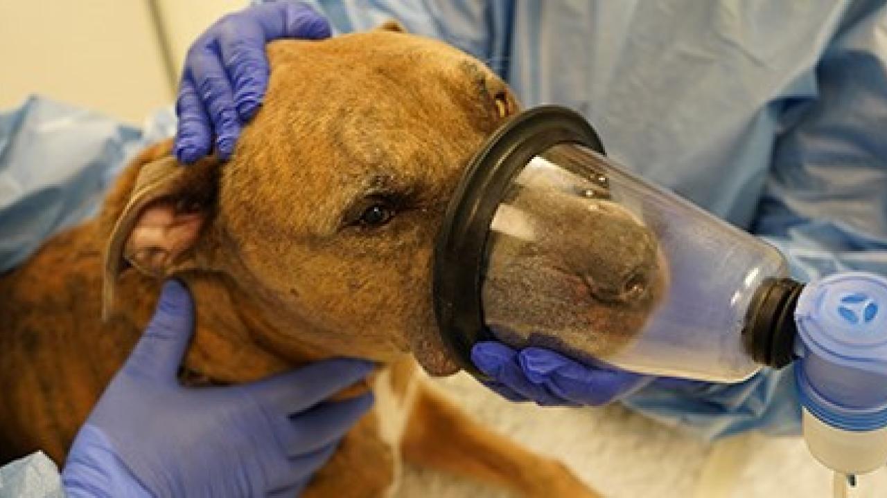 dog treated at UC Davis veterinary hospital