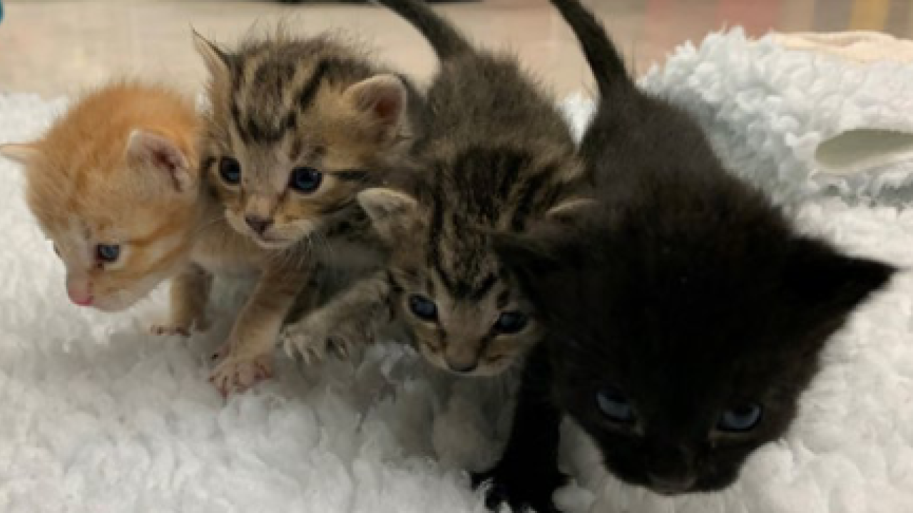 group of newborn kittens
