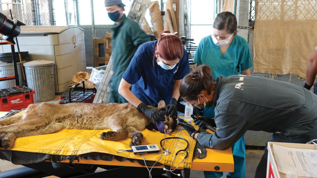 Dr. Jamie Peyton working on mountain lion