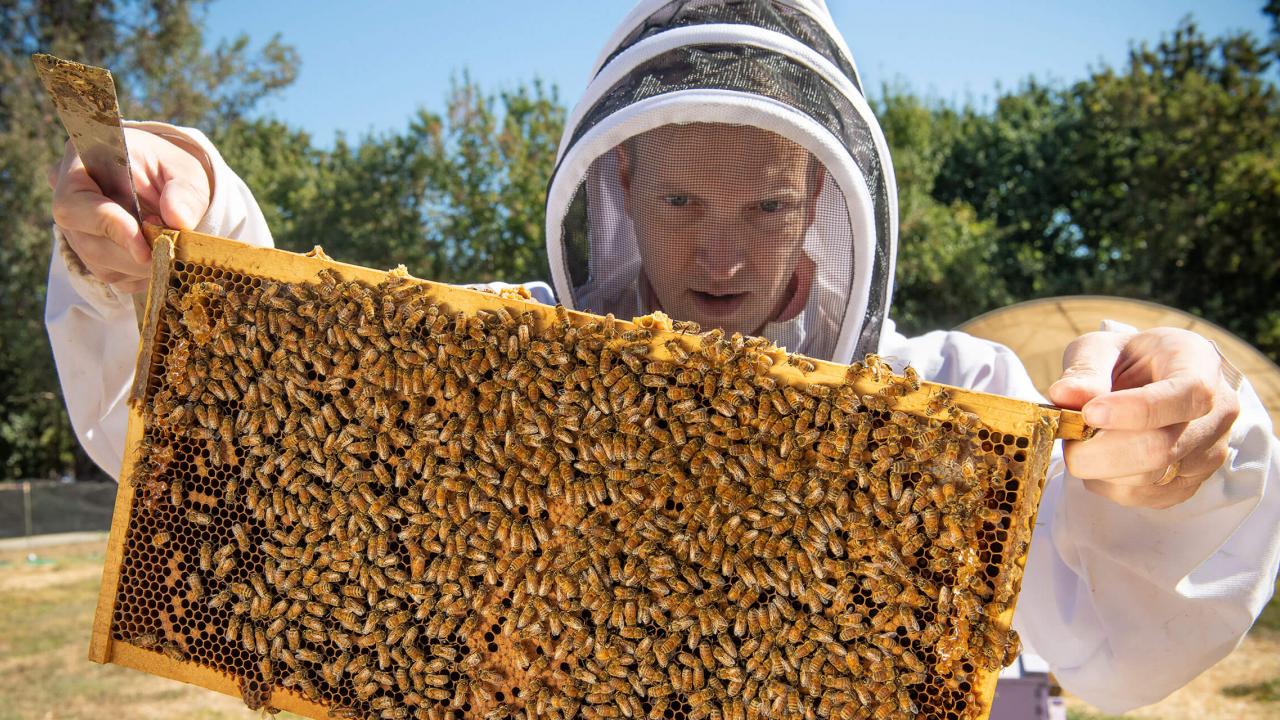 Dr. Jonathan Dear, a veterinary internist and beekeeper, performs a hive inspection. Dr. Dear collaborated with entomologists Drs. Elina Niño at UC Davis and Ramesh Sagili at Oregon State University to develop a course on honey bee medicine for veterinarians.