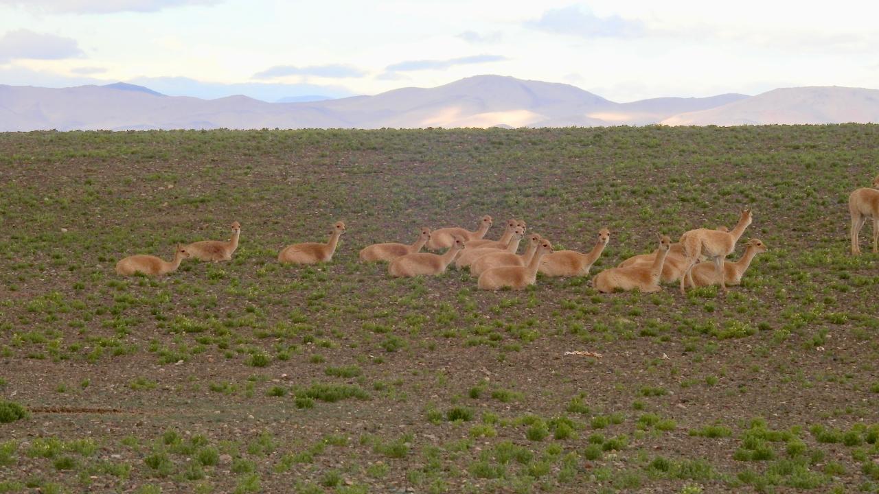 vicuña