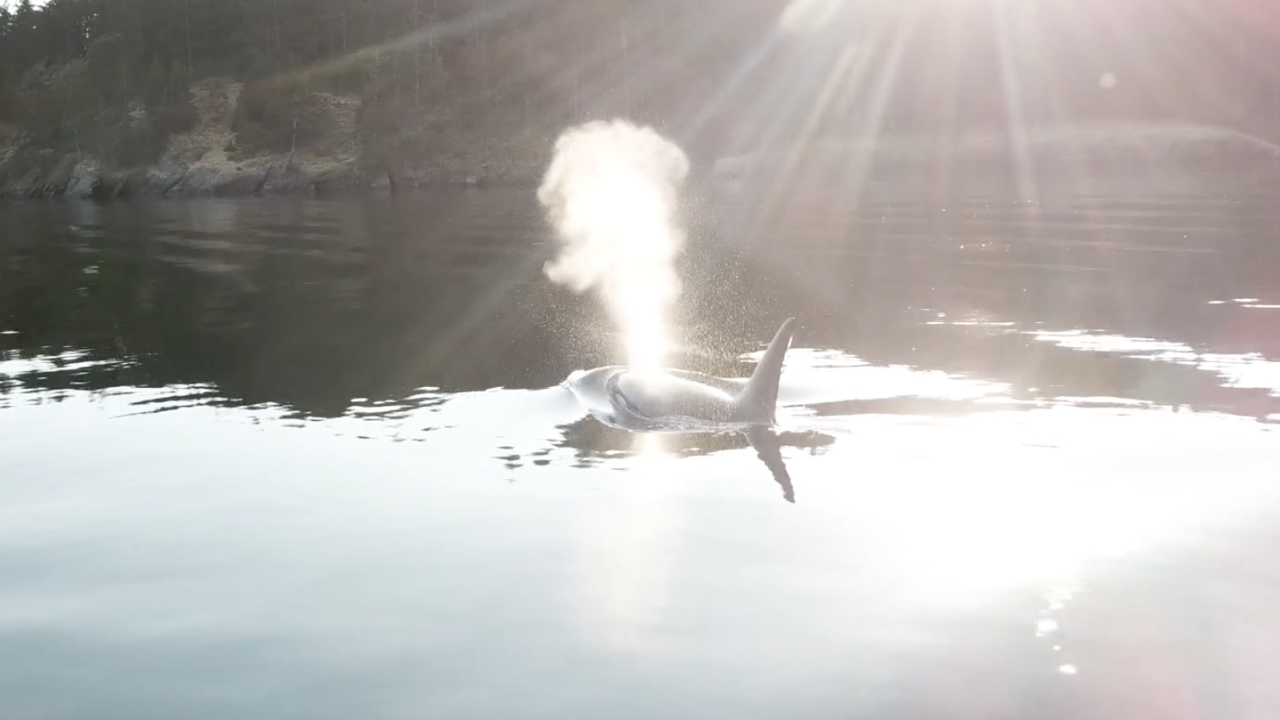 whale breath