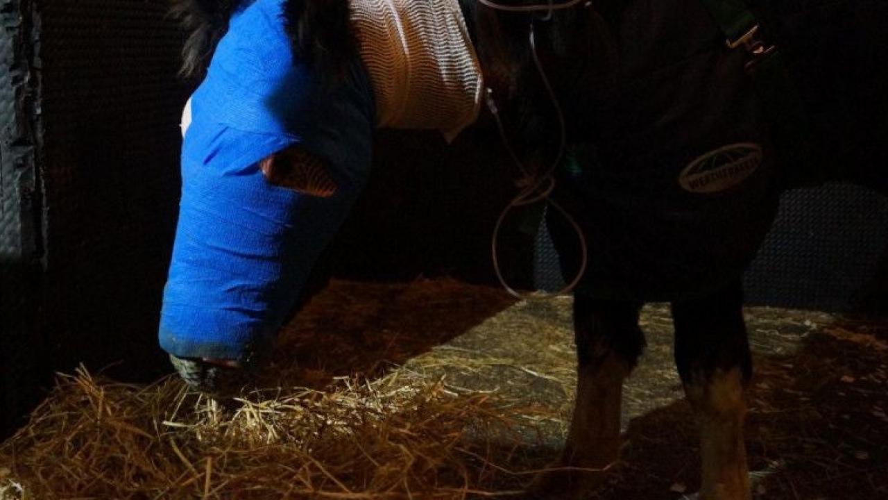 horse with face bandaged