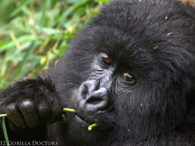 gorilla chewing on plant