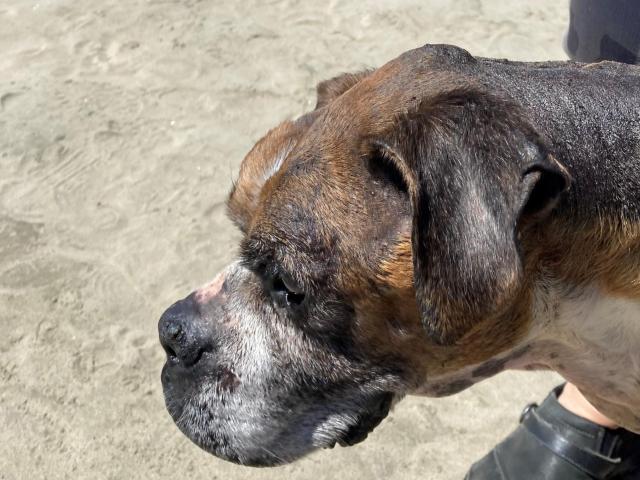 dog on beach