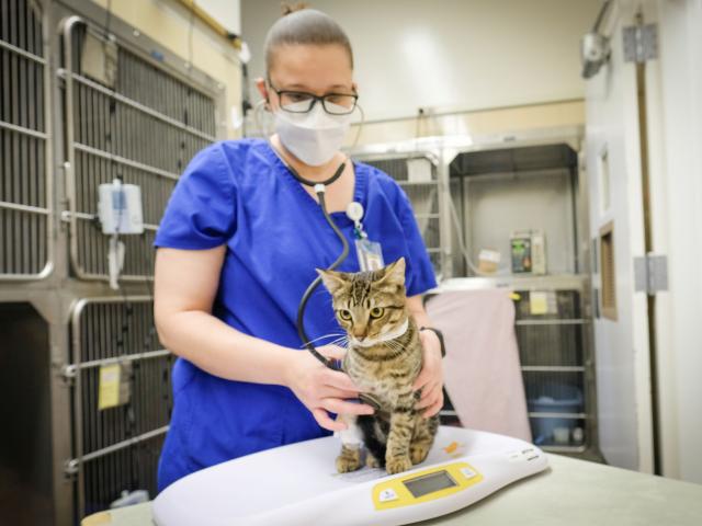 vet tech examining a cat