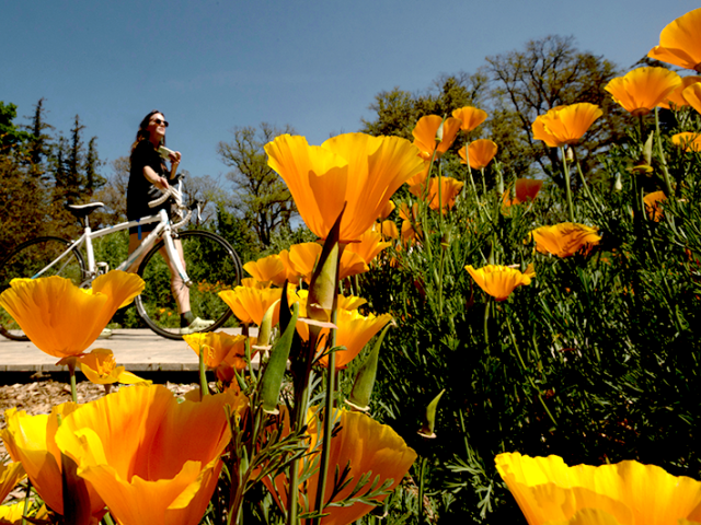 Poppies and a bicycle
