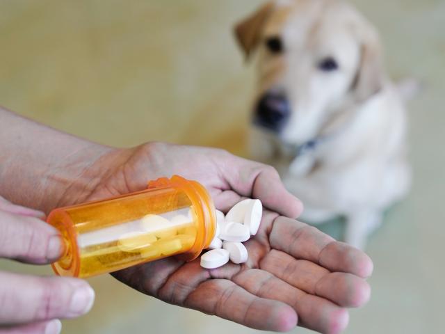 hand with meds and dog in background