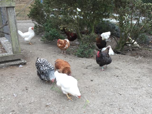 chicken flock
