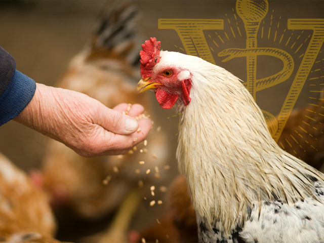A hand feeding a chicken grain.