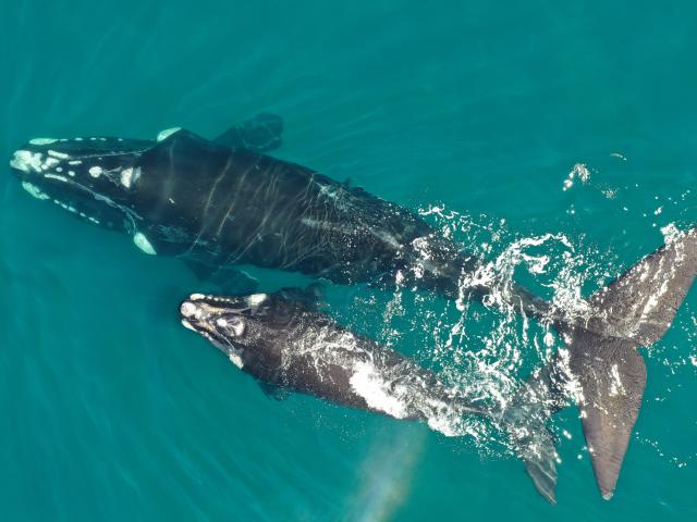 Drone image of Southern right whale and calf
