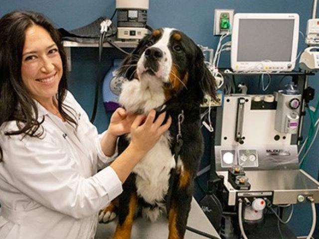 veterinarian examining dog