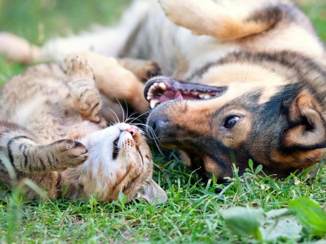 Dog and cat playing together in grass.