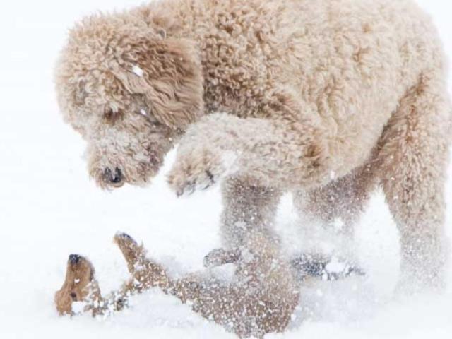 Dogs_playing_in_snow