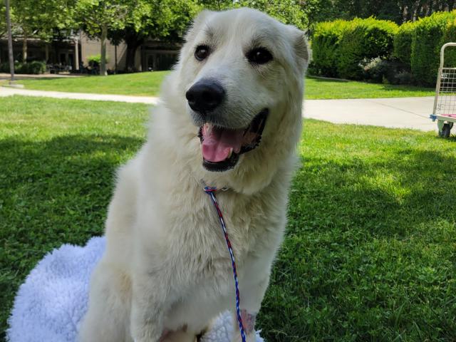 dog sitting on blanket on grass