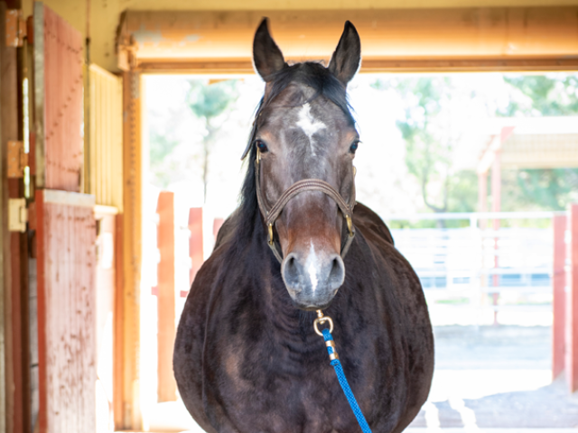 Frontal view of a pregnant mare.