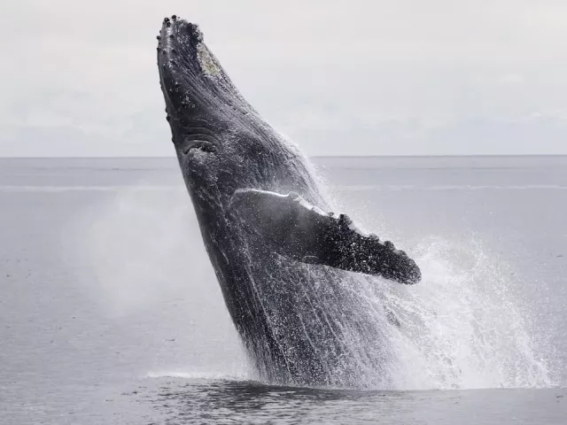 humpback breaching