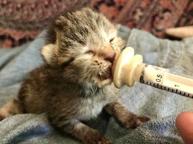 bottle feeding kitten