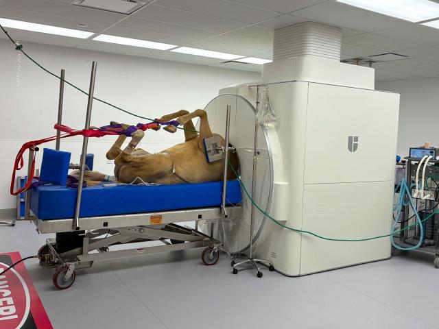 Anesthetized tan dog strapped on gurney beside a CT/MRI scanner in a veterinary room