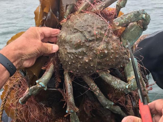 Live spider crab being freed from fishing net