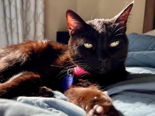 Black cat with green eyes and collar tag lounging on sunlit blue bedspread
