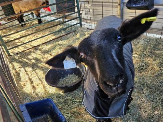 dark faced sheep in pen