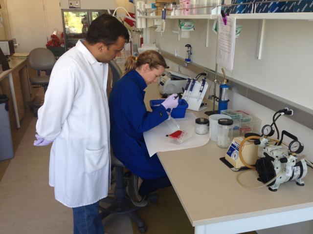 Two veterinarians in a lab.